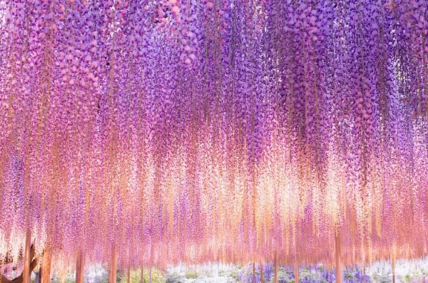 Rực rỡ trong sắc hoa tử đằng ở Nhật Bản trong thế giới anime